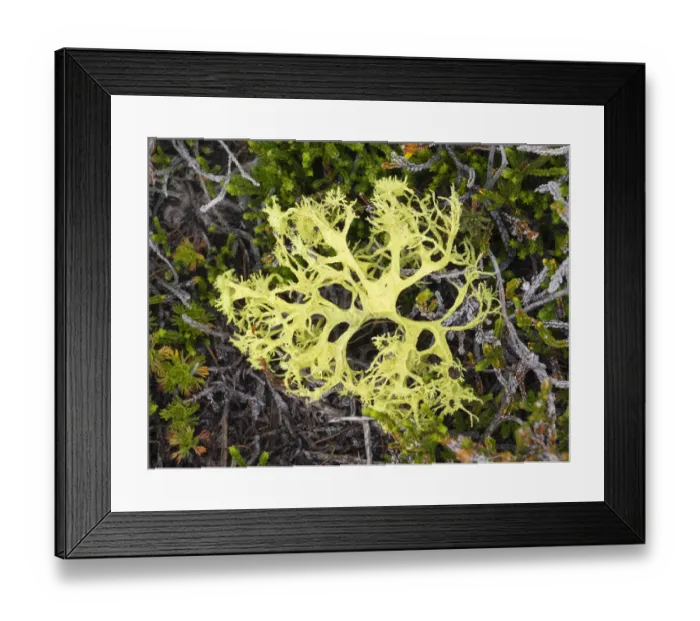 Framed Print : USA, Washington State. Alpine Lakes Wilderness, Stuart Range, Lichen, Evernia prunastri