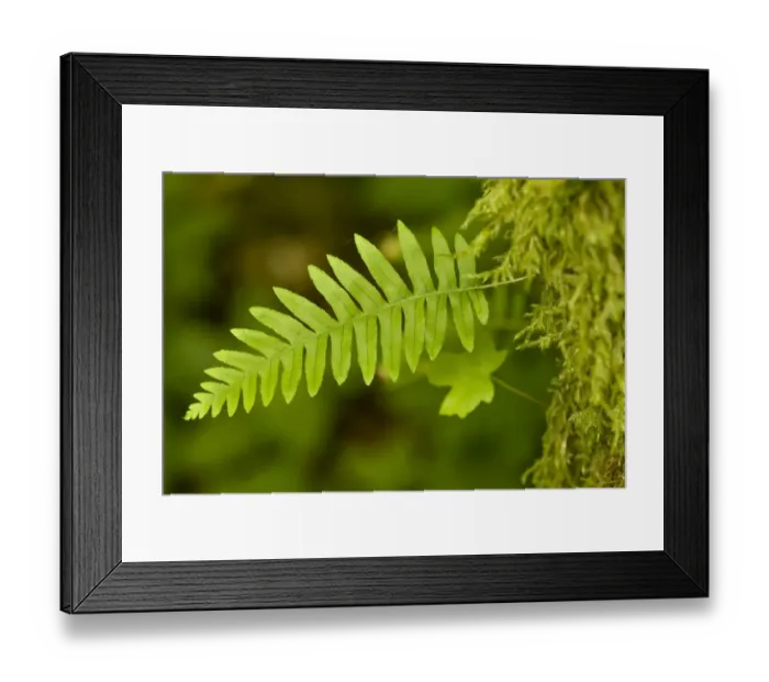 Framed Print : Olallie State Park, Washington State, USA Framed Print : Olallie State Park, Washington State, USA