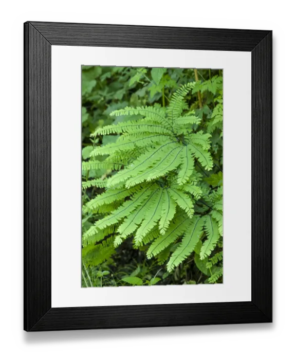 Framed Print : Olallie State Park, Washington State, USA. Maidenhair fern plants Framed Print : Olallie State Park, Washington State, USA. Maidenhair fern plants