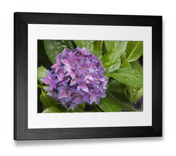 Framed Print : Issaquah, Washington State, USA. Hydrangea close-up Framed Print : Issaquah, Washington State, USA. Hydrangea close-up