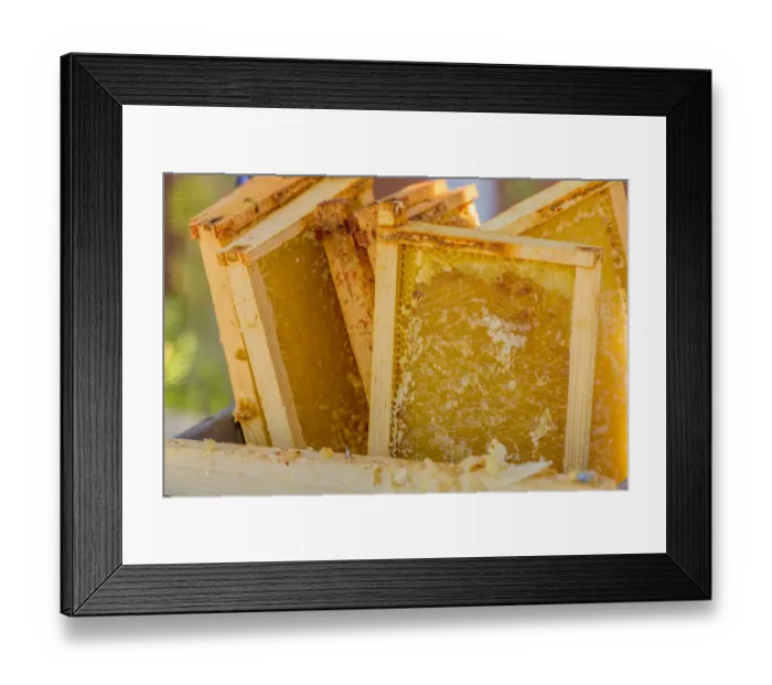 Framed Print : Close-up of frames of uncapped honey in a tub, waiting to be put into a honey extractor Framed Print : Close-up of frames of uncapped honey in a tub, waiting to be put into a honey extractor