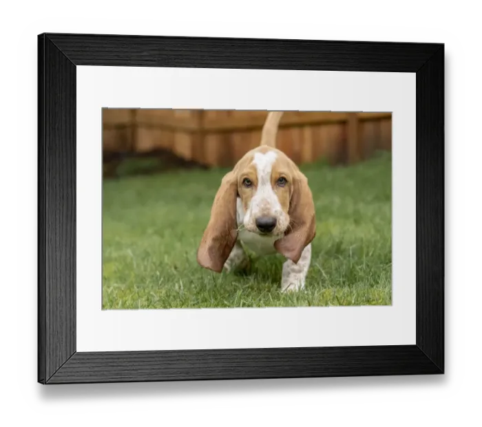 Framed Print : Renton, Washington State, USA. Three month old Basset Hound walking in his yard with Framed Print : Renton, Washington State, USA. Three month old Basset Hound walking in his yard with