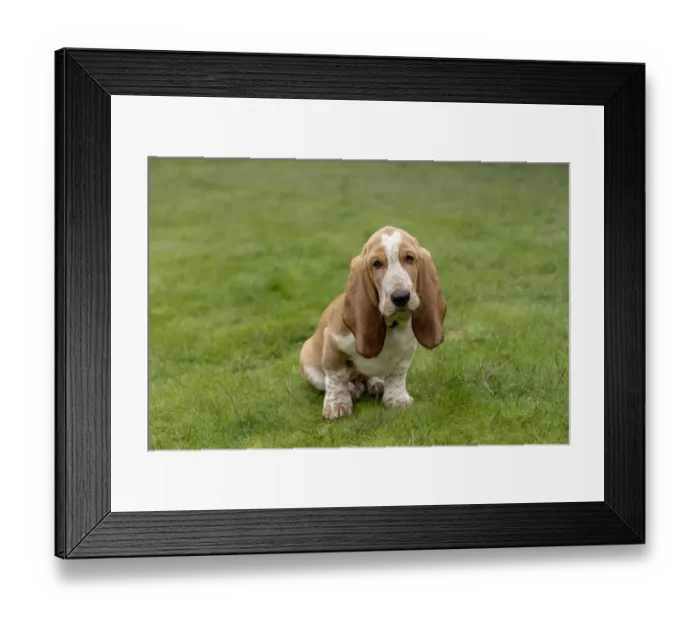 Framed Print : Renton, Washington State, USA. Three month old Basset Hound sitting in his yard. (PR) Framed Print : Renton, Washington State, USA. Three month old Basset Hound sitting in his yard. (PR)