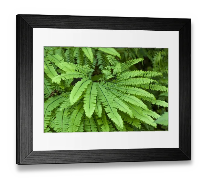 Framed Print : Olallie State Park, Washington State, USA. Maidenhair fern plants Framed Print : Olallie State Park, Washington State, USA. Maidenhair fern plants