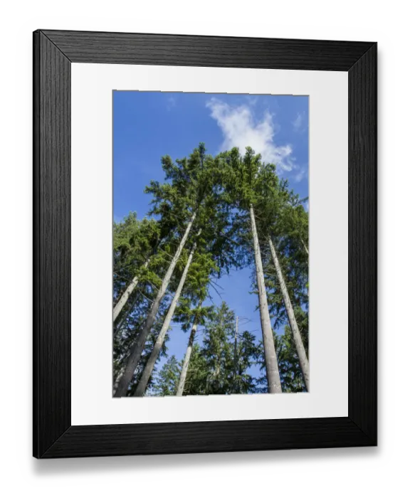 Framed Print : Squak Mountain State Park, Issaquah, Washington State, USA