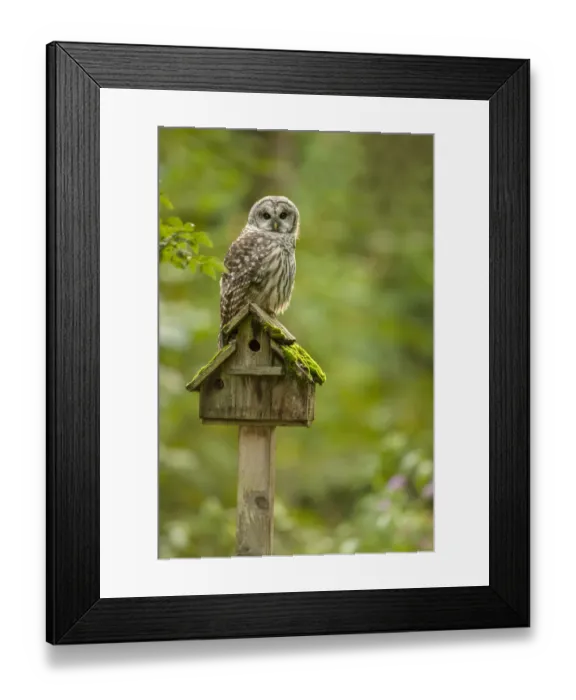 Framed Print : Issaquah, Washington State, USA. Barred owl perched on an old birdhouse Framed Print : Issaquah, Washington State, USA. Barred owl perched on an old birdhouse