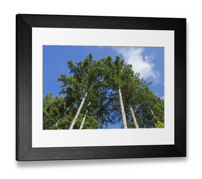 Framed Print : Squak Mountain State Park, Issaquah, Washington State, USA Framed Print : Squak Mountain State Park, Issaquah, Washington State, USA