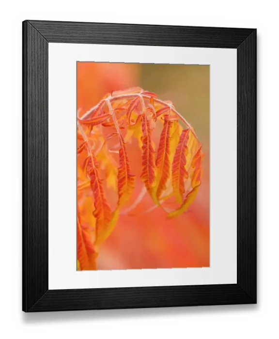 Framed Print : Thorp, Washington State, USA. Shrub in Autumn with bending red leaves Framed Print : Thorp, Washington State, USA. Shrub in Autumn with bending red leaves