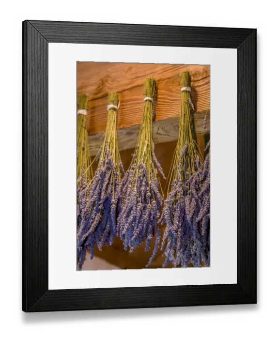 Framed Print : San Juan Island, Washington State, USA. Lavender hung to dry Framed Print : San Juan Island, Washington State, USA. Lavender hung to dry