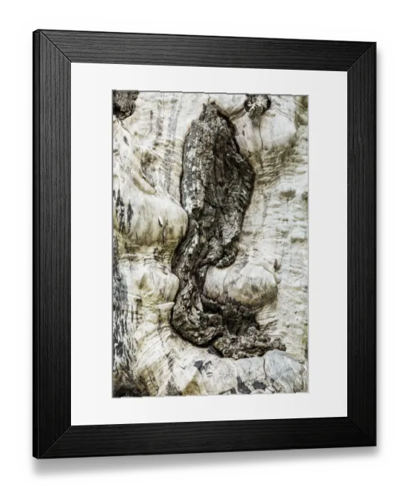 Framed Print : Nisqually National Wildlife Refuge, Nisqually, Washington State, USA. Tree with no bark