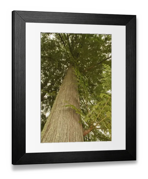 Framed Print : Squak Mountain State Park, Washington State, USA. Low-angle view of a western redcedar tree Framed Print : Squak Mountain State Park, Washington State, USA. Low-angle view of a western redcedar tree