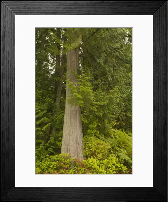 Framed Print : Squak Mountain State Park, Washington State, USA Framed Print : Squak Mountain State Park, Washington State, USA