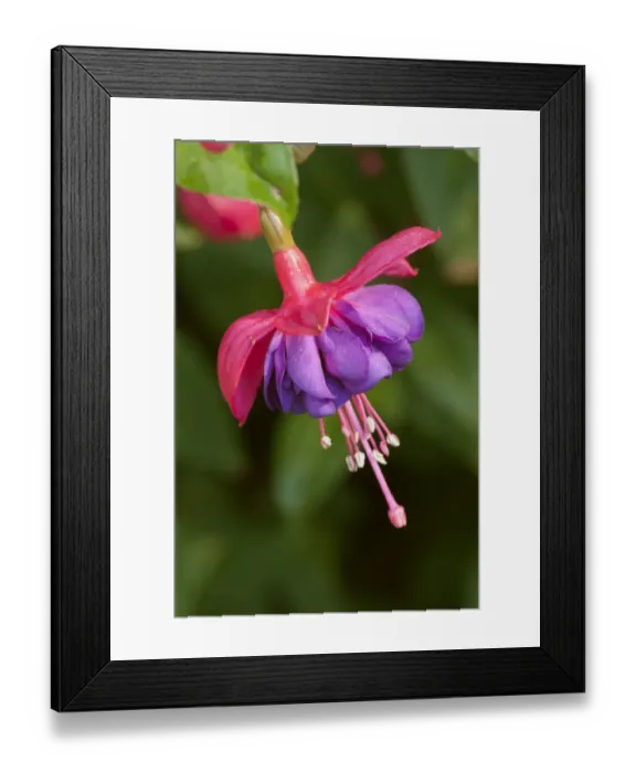 Framed Print : Issaquah, Washington State, USA. Fuchsia blossom in a shady yard