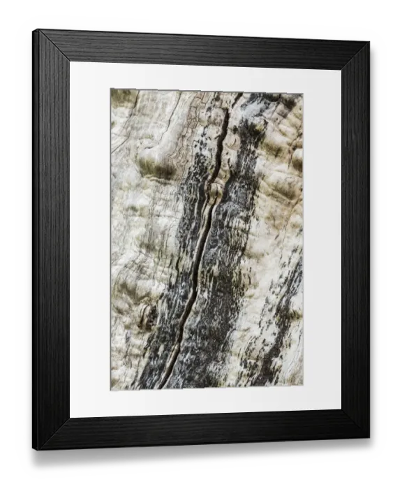Framed Print : Nisqually National Wildlife Refuge, Nisqually, Washington State, USA. Tree with no bark Framed Print : Nisqually National Wildlife Refuge, Nisqually, Washington State, USA. Tree with no bark