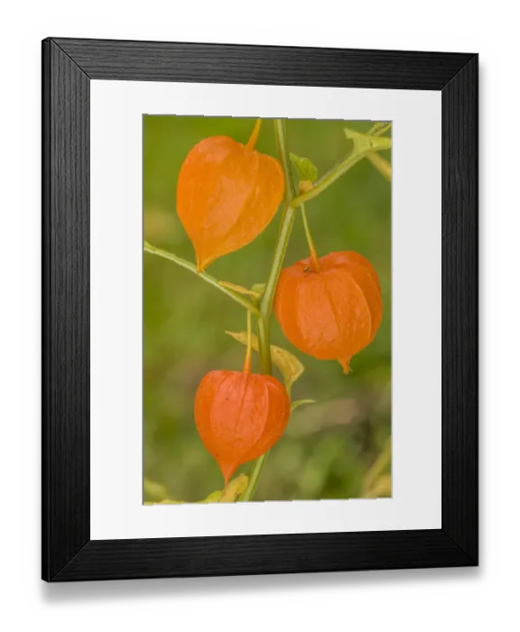 Framed Print : Issaquah, Washington State, USA. Bladder cherry in Autumn Framed Print : Issaquah, Washington State, USA. Bladder cherry in Autumn