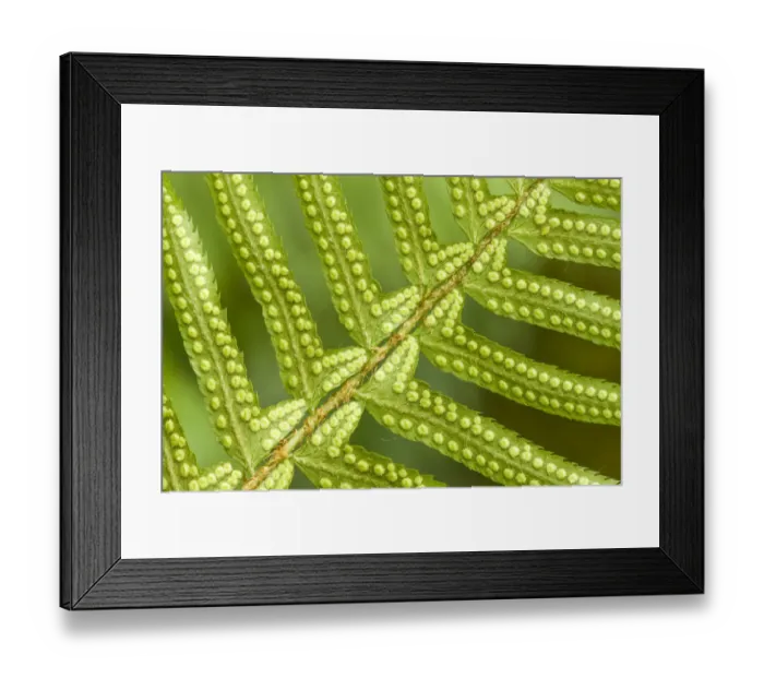 Framed Print : Issaquah, Washington State, USA. Underside of a western sword fern (Polystichum munitum) Framed Print : Issaquah, Washington State, USA. Underside of a western sword fern (Polystichum munitum)