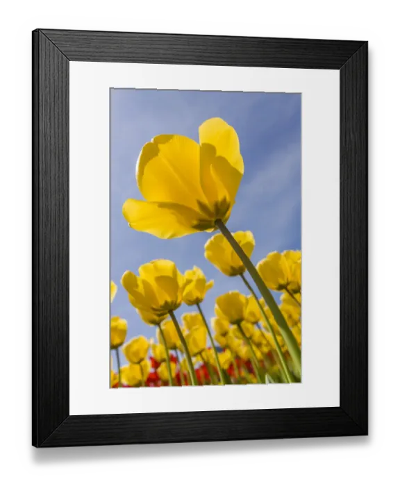 Framed Print : Mount Vernon, Washington State, USA. Tulip garden