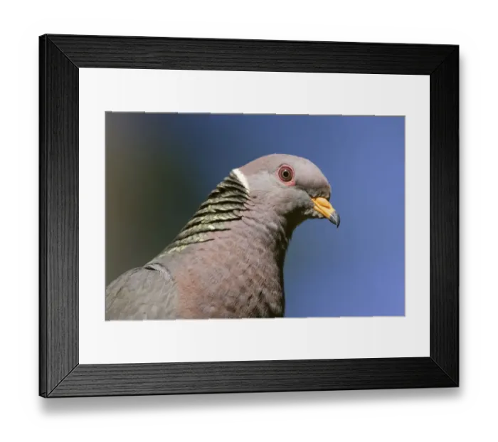 Framed Print : Issaquah, Washington State, USA. Band-tailed Pigeon (Columba fasciata) close-up of head Framed Print : Issaquah, Washington State, USA. Band-tailed Pigeon (Columba fasciata) close-up of head