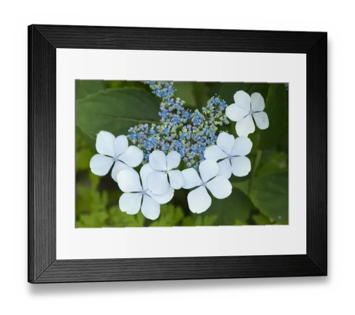 Framed Print : Issaquah, Washington State, USA. Bluebird hydrangea shrub in bloom Framed Print : Issaquah, Washington State, USA. Bluebird hydrangea shrub in bloom