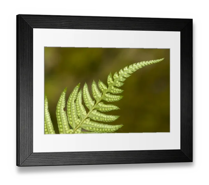 Framed Print : Issaquah, Washington State, USA. Underside of a western sword fern (Polystichum munitum)