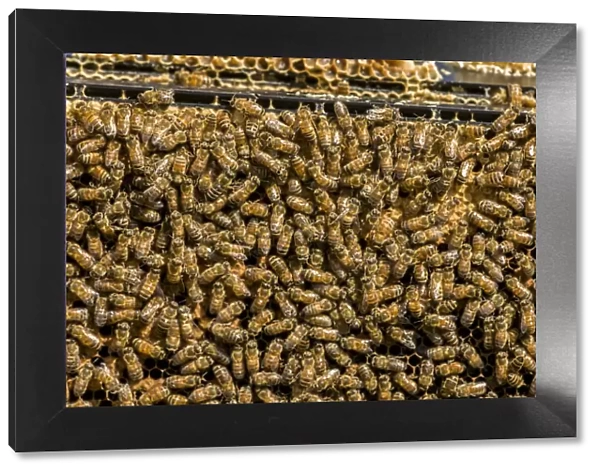 Maple Valley, Washington State, USA. Frames full of worker bees storing honey