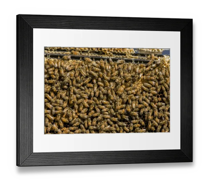 Framed Print : Maple Valley, Washington State, USA. Frames full of worker bees storing honey Framed Print : Maple Valley, Washington State, USA. Frames full of worker bees storing honey