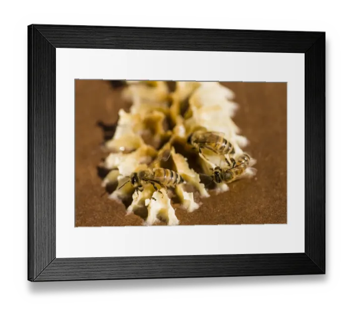 Framed Print : Maple Valley, Washington State, USA. Honeybees on beeswax on the lid of a starter beehive Framed Print : Maple Valley, Washington State, USA. Honeybees on beeswax on the lid of a starter beehive