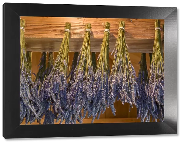 San Juan Island, Washington State, USA. Lavender hung to dry