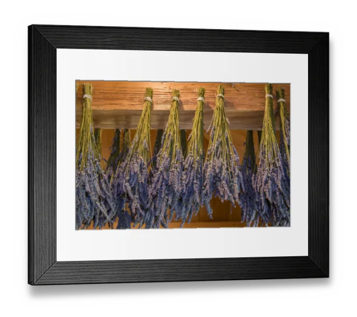 Framed Print : San Juan Island, Washington State, USA. Lavender hung to dry Framed Print : San Juan Island, Washington State, USA. Lavender hung to dry