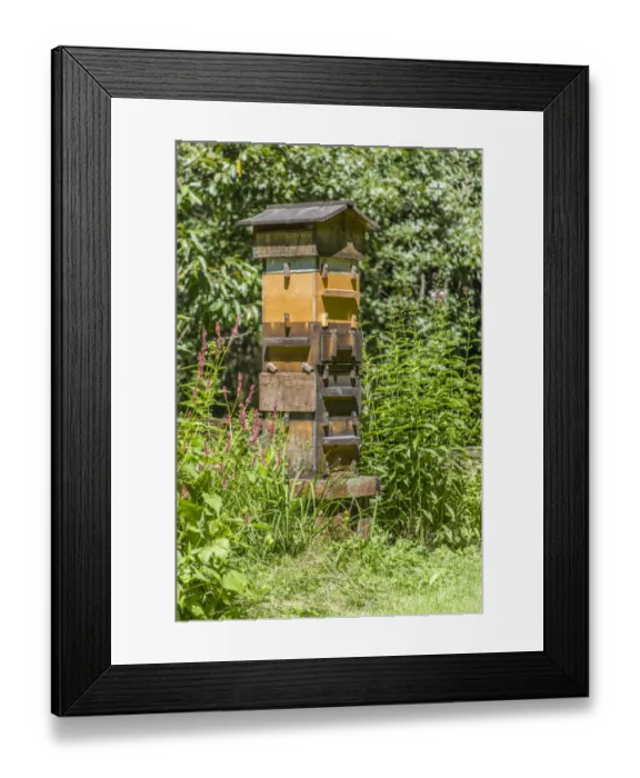 Framed Print : Snoqualmie, Washington State, USA. A Warre hive is a vertical top bar hive that uses Framed Print : Snoqualmie, Washington State, USA. A Warre hive is a vertical top bar hive that uses
