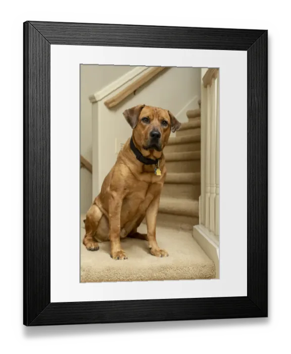 Framed Print : Red fox (or foxred) labrador sitting on the landing of a stairwell. (PR)