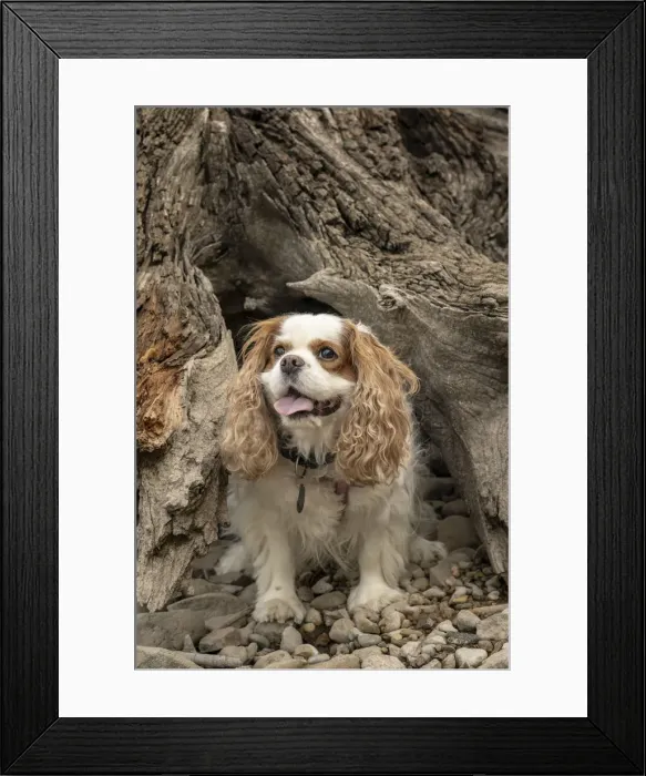 Framed Print : Rattlesnake Lake Recreation Area, North Bend, Washington State, USA Framed Print : Rattlesnake Lake Recreation Area, North Bend, Washington State, USA