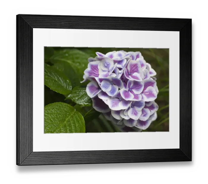 Framed Print : Issaquah, Washington State, USA. Buttons N Bows hydrangea close-up in a shady flower garden