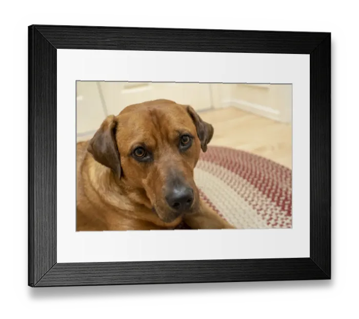 Framed Print : Portrait of a red fox (or foxred) labrador lying on the floor. (PR) Framed Print : Portrait of a red fox (or foxred) labrador lying on the floor. (PR)
