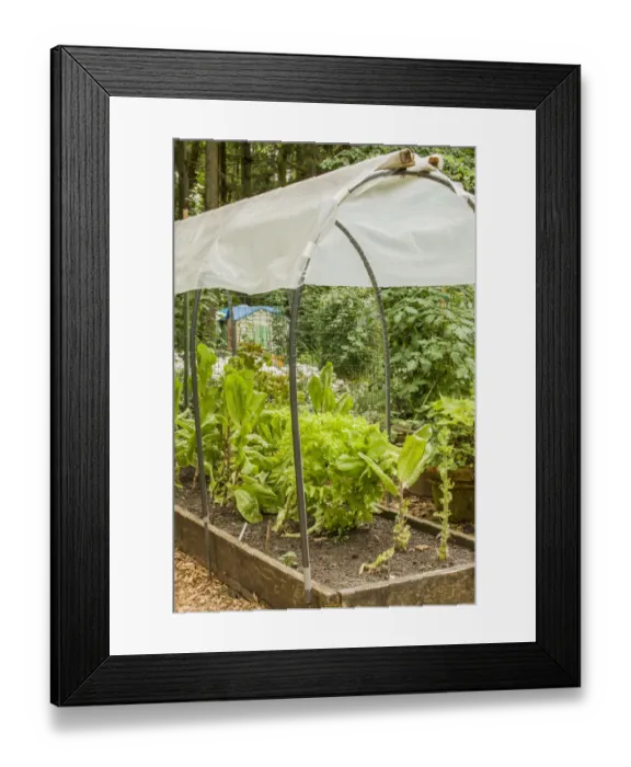 Framed Print : Issaquah, Washington State, USA. Lettuce growing in a covered raised bed garden, to