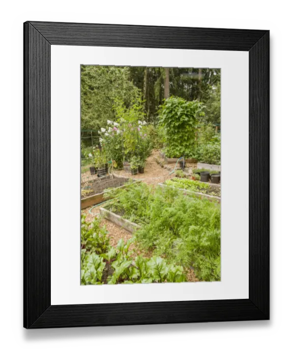 Framed Print : Issaquah, Washington State, USA. Garden full of raised bed gardens, including red ace beets Framed Print : Issaquah, Washington State, USA. Garden full of raised bed gardens, including red ace beets