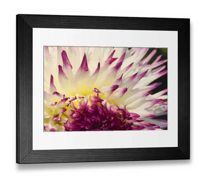 Framed Print : Tacoma, Washington State, USA. Close-up of an Anna Mari dahlia Framed Print : Tacoma, Washington State, USA. Close-up of an Anna Mari dahlia