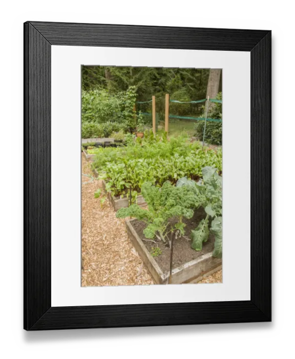 Framed Print : Issaquah, Washington State, USA. Row of raised bed gardens, with Dutch Blue Scotch
