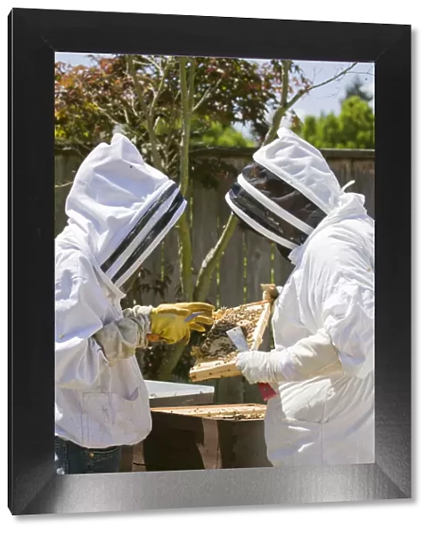 Seattle, Washington State, USA. Two beekeepers checking the health of the honey in a frame