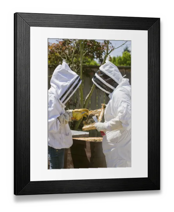 Framed Print : Seattle, Washington State, USA. Two beekeepers checking the health of the honey in a frame
