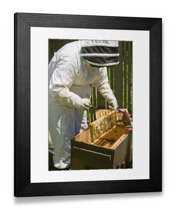 Framed Print : Seattle, Washington State, USA. Female beekeeper inserting a frame covered with honeybees Framed Print : Seattle, Washington State, USA. Female beekeeper inserting a frame covered with honeybees