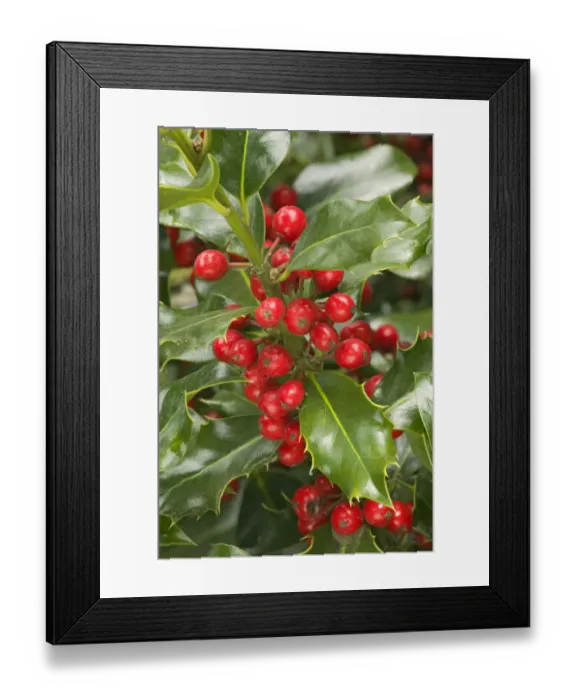 Framed Print : Mount Vernon, Washington State, USA. English holly with red berries Framed Print : Mount Vernon, Washington State, USA. English holly with red berries