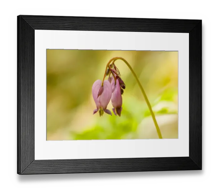 Framed Print : Issaquah, Washington State, USA. Pacific bleeding hearts wildflowers Framed Print : Issaquah, Washington State, USA. Pacific bleeding hearts wildflowers