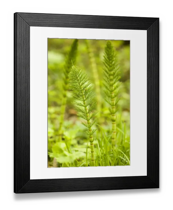 Framed Print : Issaquah, Washington State, USA. Common horsetail found on the Swamp trail of Tiger Mountain Framed Print : Issaquah, Washington State, USA. Common horsetail found on the Swamp trail of Tiger Mountain