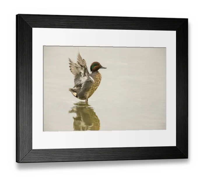 Framed Print : Ridgefield National Wildlife Refuge, Washington State, USA Framed Print : Ridgefield National Wildlife Refuge, Washington State, USA