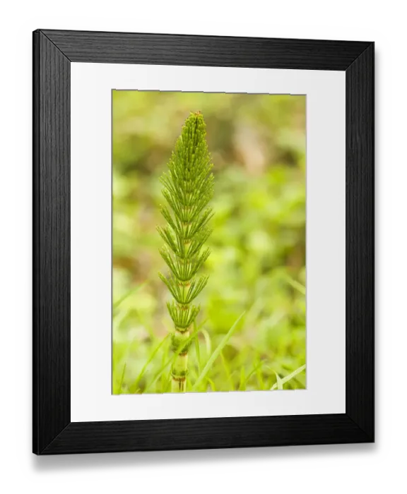 Framed Print : Issaquah, Washington State, USA. Common horsetail found on the Swamp trail of Tiger Mountain