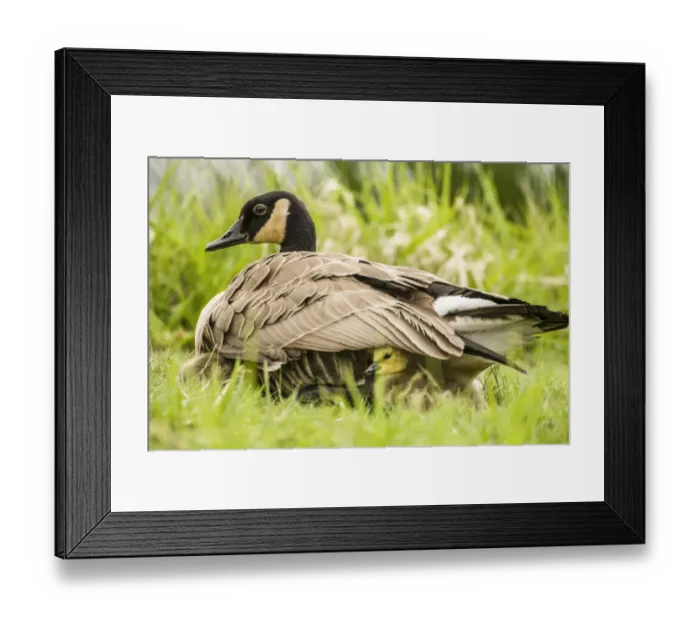 Framed Print : Canada Goose chicks hide under their mothers wings for warmth and protection Framed Print : Canada Goose chicks hide under their mothers wings for warmth and protection