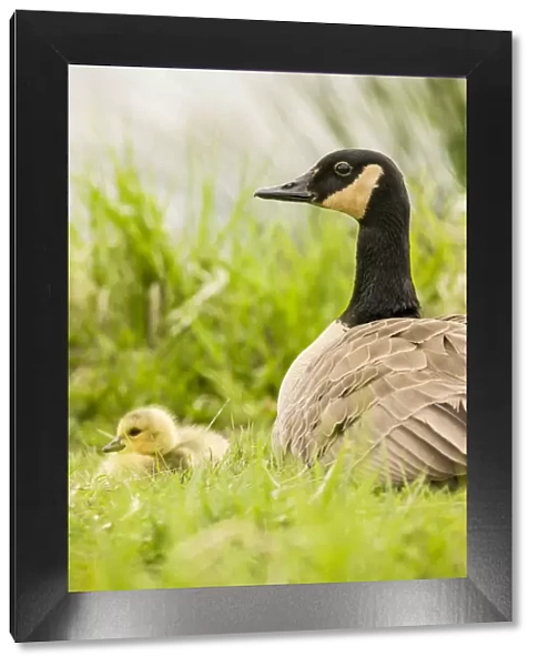 Ridgefield National Wildlife Refuge, Washington State, USA. Canada goose mother and chick