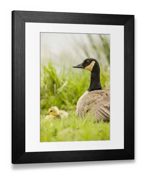 Framed Print : Ridgefield National Wildlife Refuge, Washington State, USA. Canada goose mother and chick Framed Print : Ridgefield National Wildlife Refuge, Washington State, USA. Canada goose mother and chick