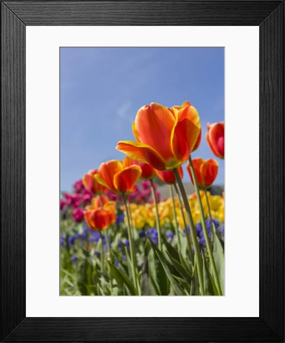 Framed Print : Mount Vernon, Washington State, USA. Tulip garden Framed Print : Mount Vernon, Washington State, USA. Tulip garden
